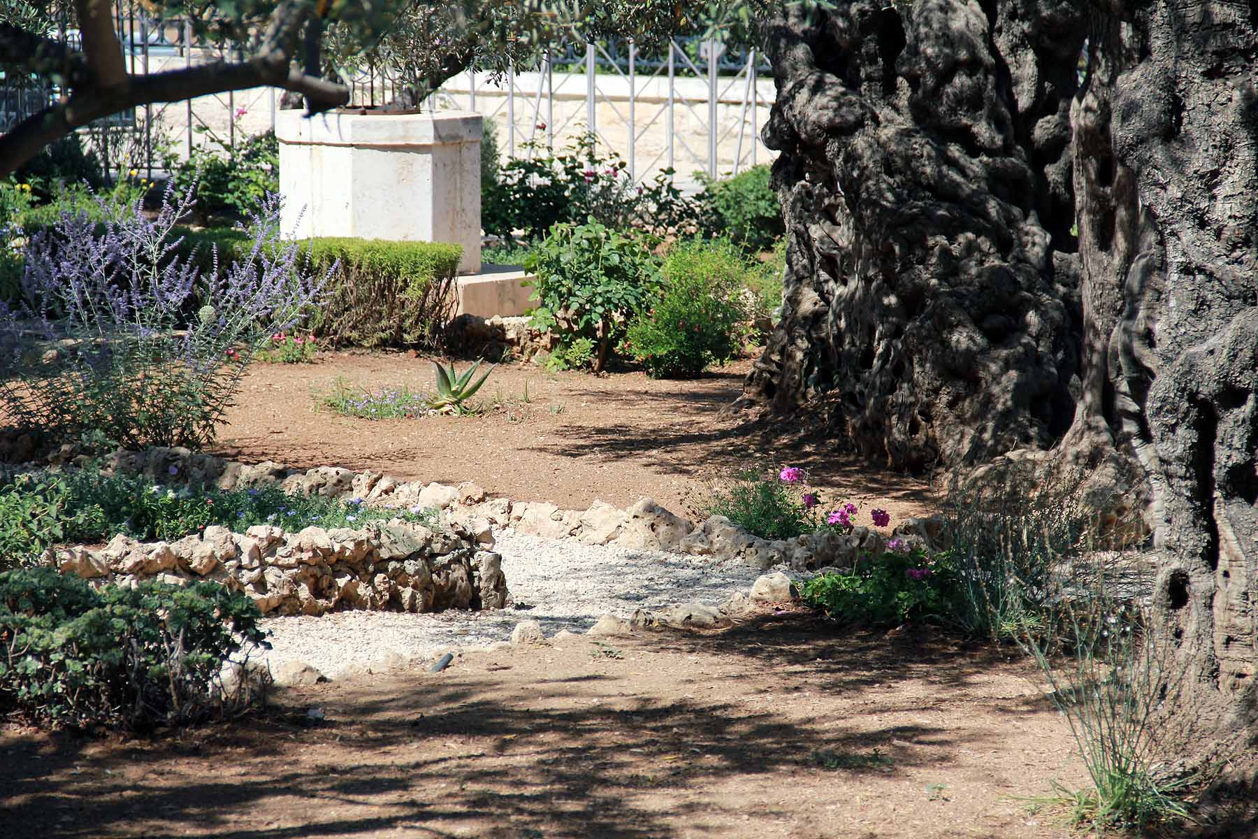 Gethsemane image 25